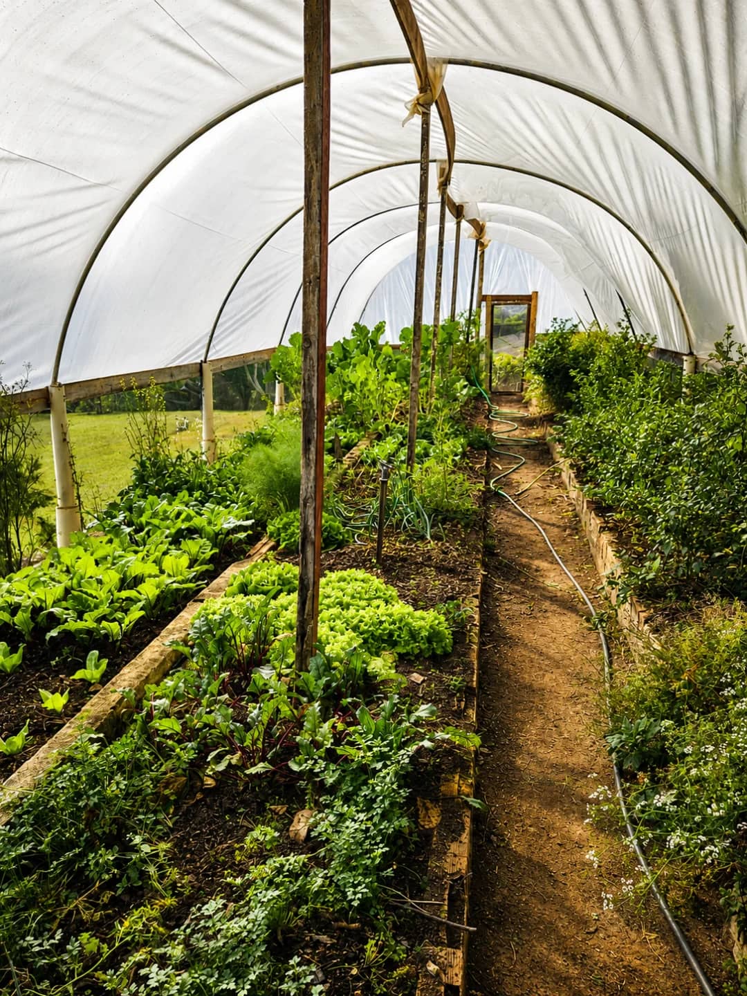 Estufa e horta orgânica do Sítio Pomodoro